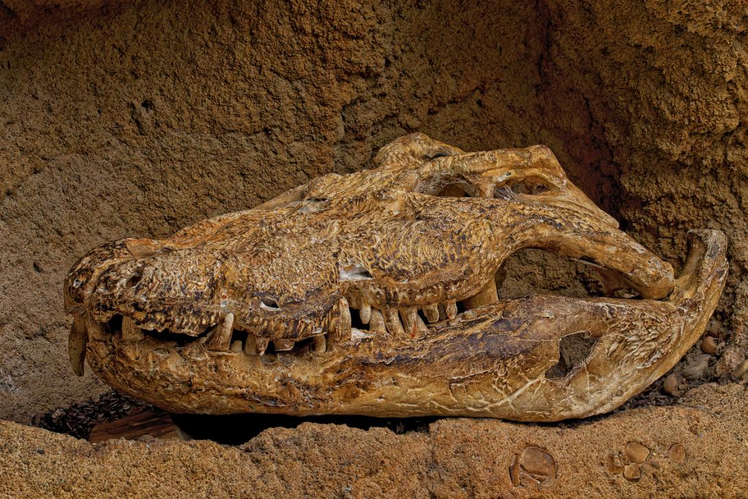 Descubren los restos intactos de una bestia anterior a los dinosaurios-0